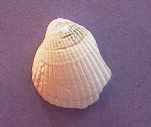 cockle