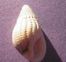 whelk